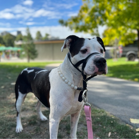 Handcrafted Beaded Dog Collar - The Pearl - Rainbow Pearl White Acrylic Beads - Picture 4 of 13